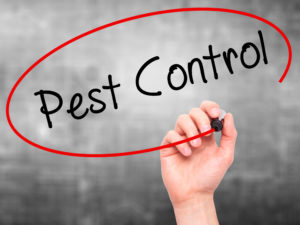 Bee control - Pest control