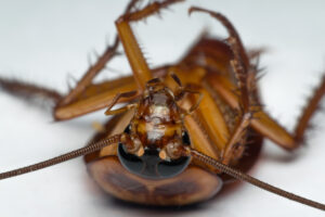 pest control - roaches