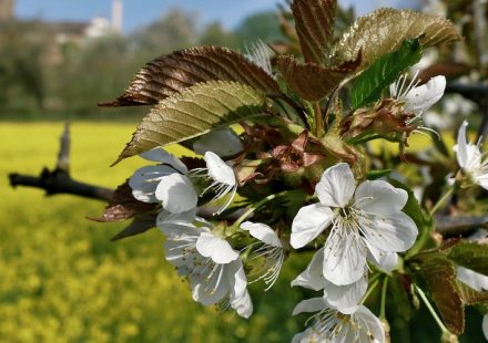 Boost Tree Health and Curb Appeal Before Spring Blooms