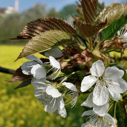 Boost Tree Health and Curb Appeal Before Spring Blooms