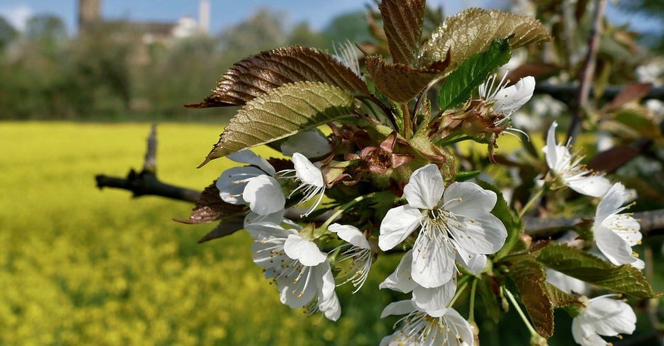 Boost Tree Health and Curb Appeal Before Spring Blooms